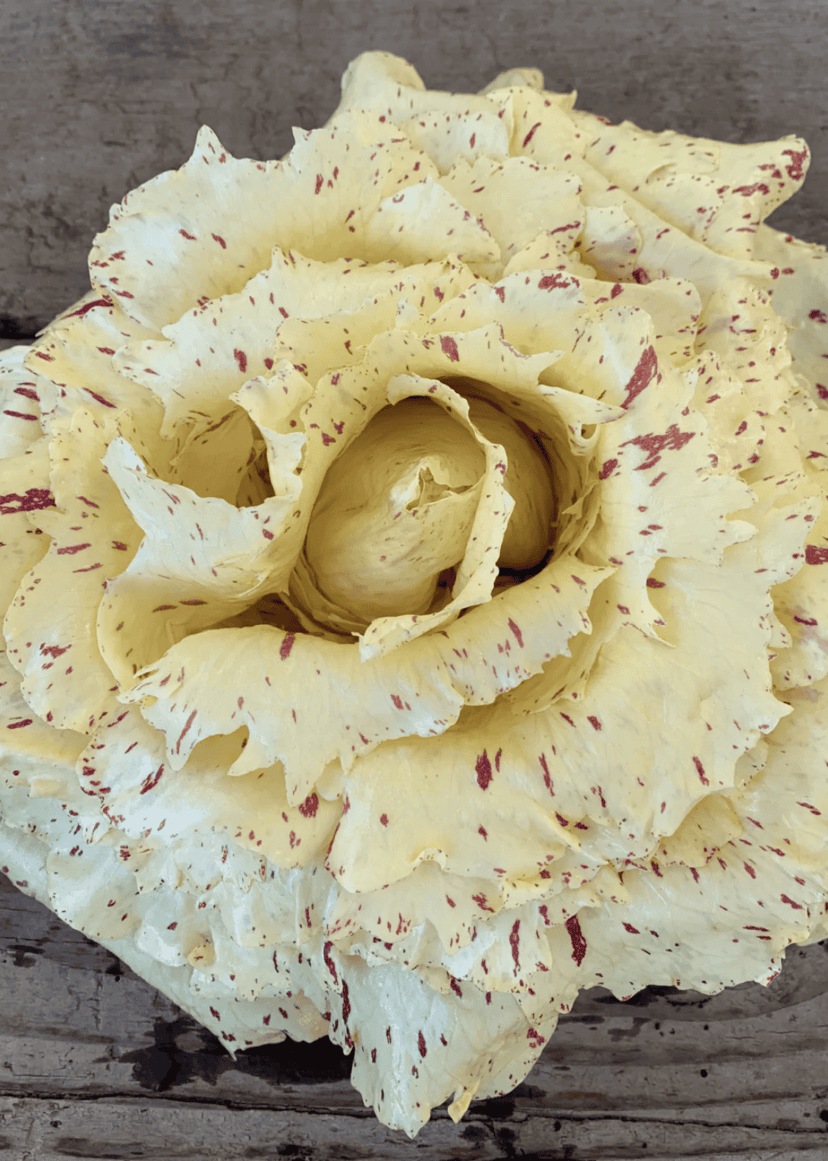 lentiggini-110-day-variegata-di-castelfranco-chicory-seed