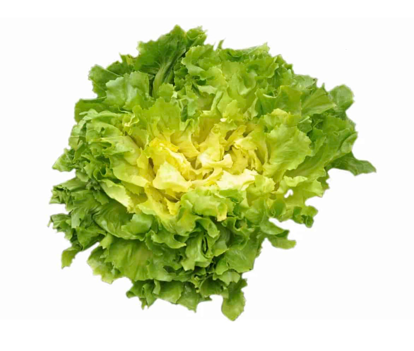SM4.38 | Autumn Winter Pelleted Escarole Seed