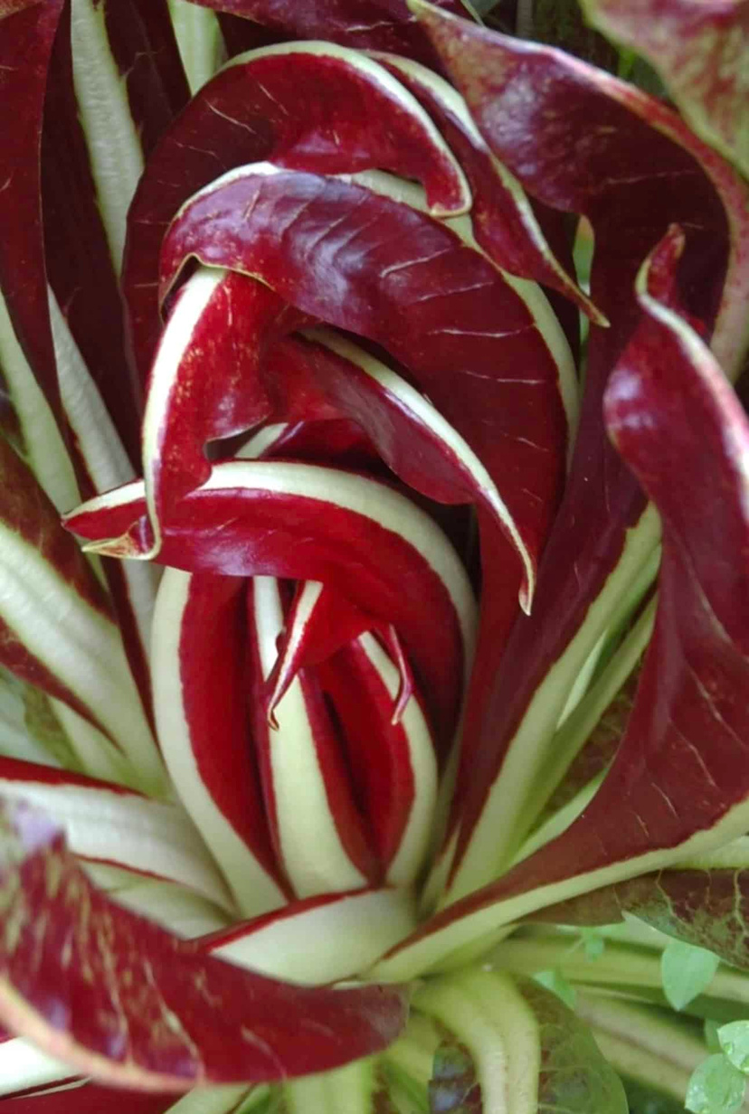 SM4.74 | Rossa di Treviso Tardivo Chicory Seed