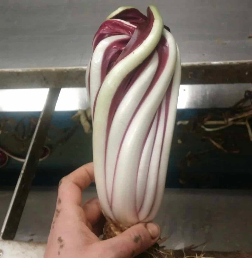 SM4.75 | Rossa di Treviso Tardivo Chicory Seed (mid/late forcing type)