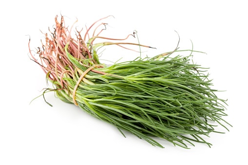 Bunch of opposite-leaved saltwort or salsola soda, Kasher vegetable, isolated on white background.