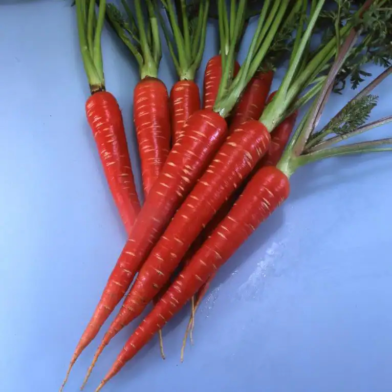 samurai red carrot