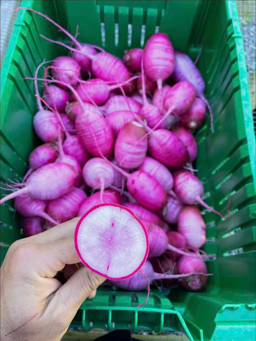 Mini Daikon Red