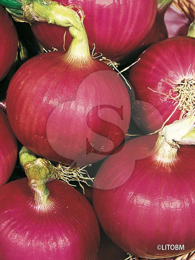 Brunswick_Seed