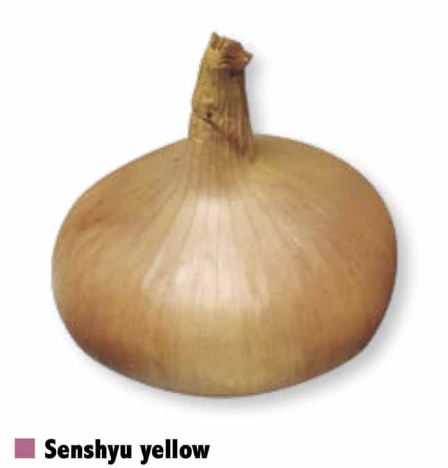 Senshyu yellow