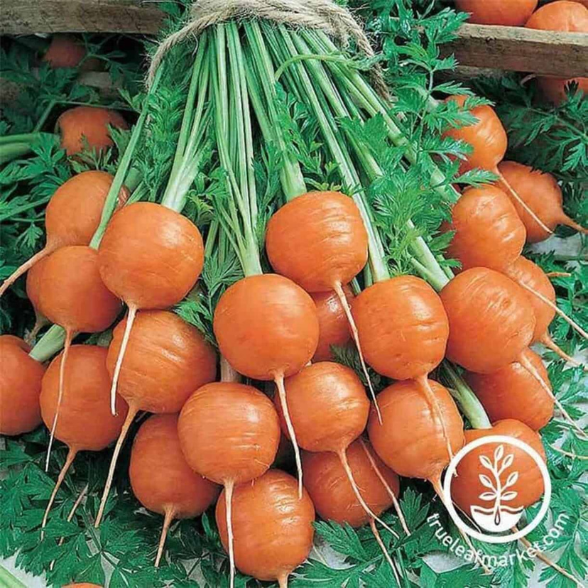 Paris Market Carrot