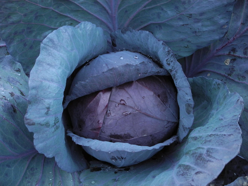 super-red-cabbage